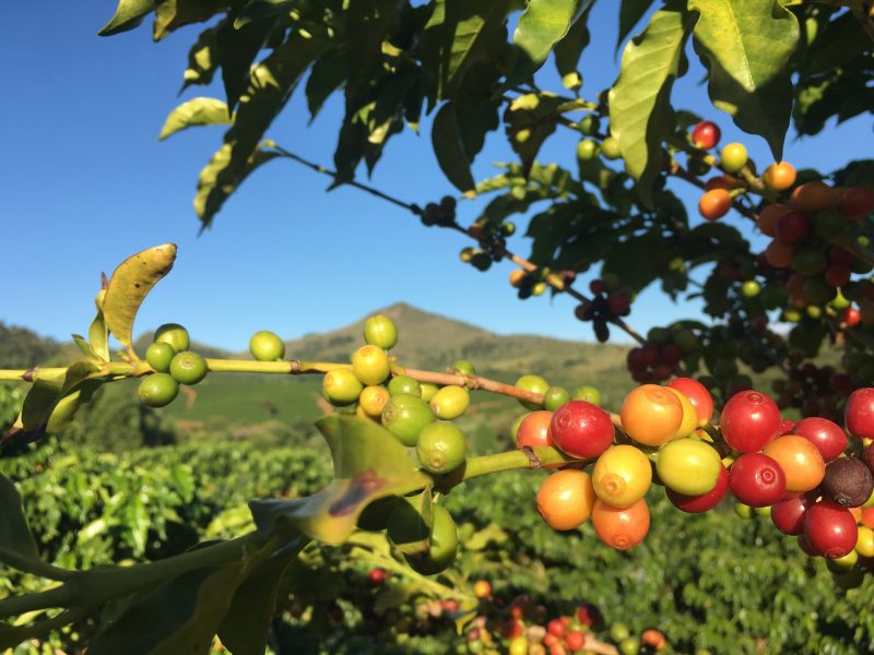biodynamic agriculture