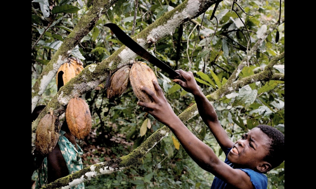 child labor chocolate cacao industry