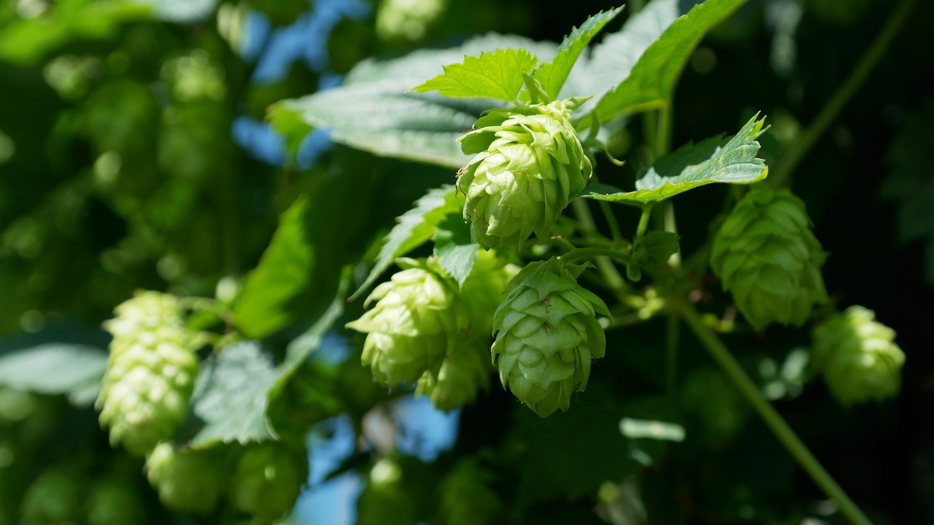 How are Hops Grown?