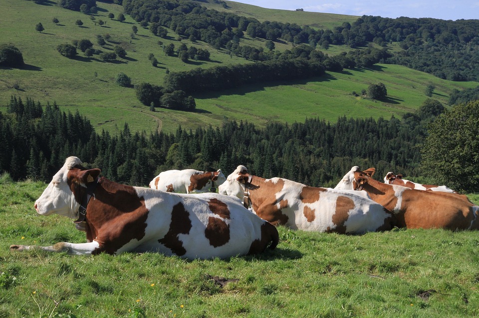 Why Grass Fed Dairy is Best - Craft Sense