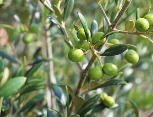 How Olive Oil is Made