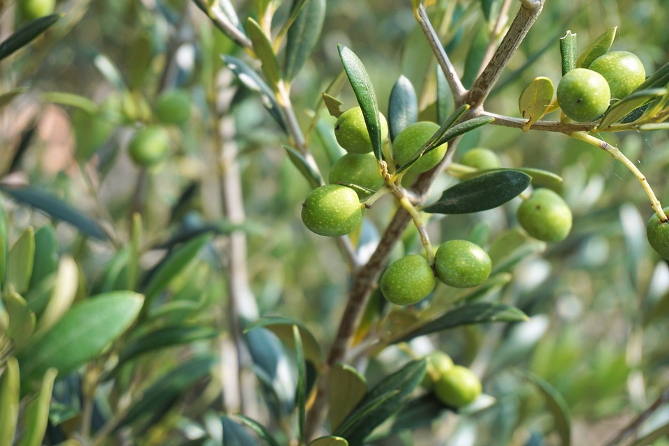 How Olive Oil is Made