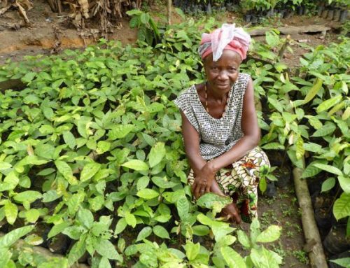 Destigmatizing West Africa Cocoa