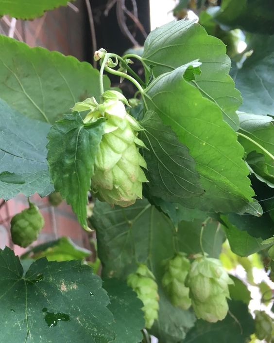 Fresh Hop Season: The Most Wonderful Time of the Beer