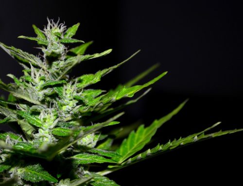 Organic Cannabis: Is There Such a Thing?